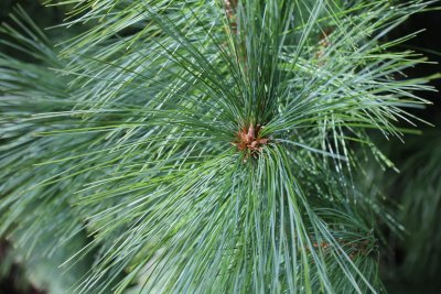 Pinus wallichiana - borovice himalájská - listy (jehlice) u vrcholu větve